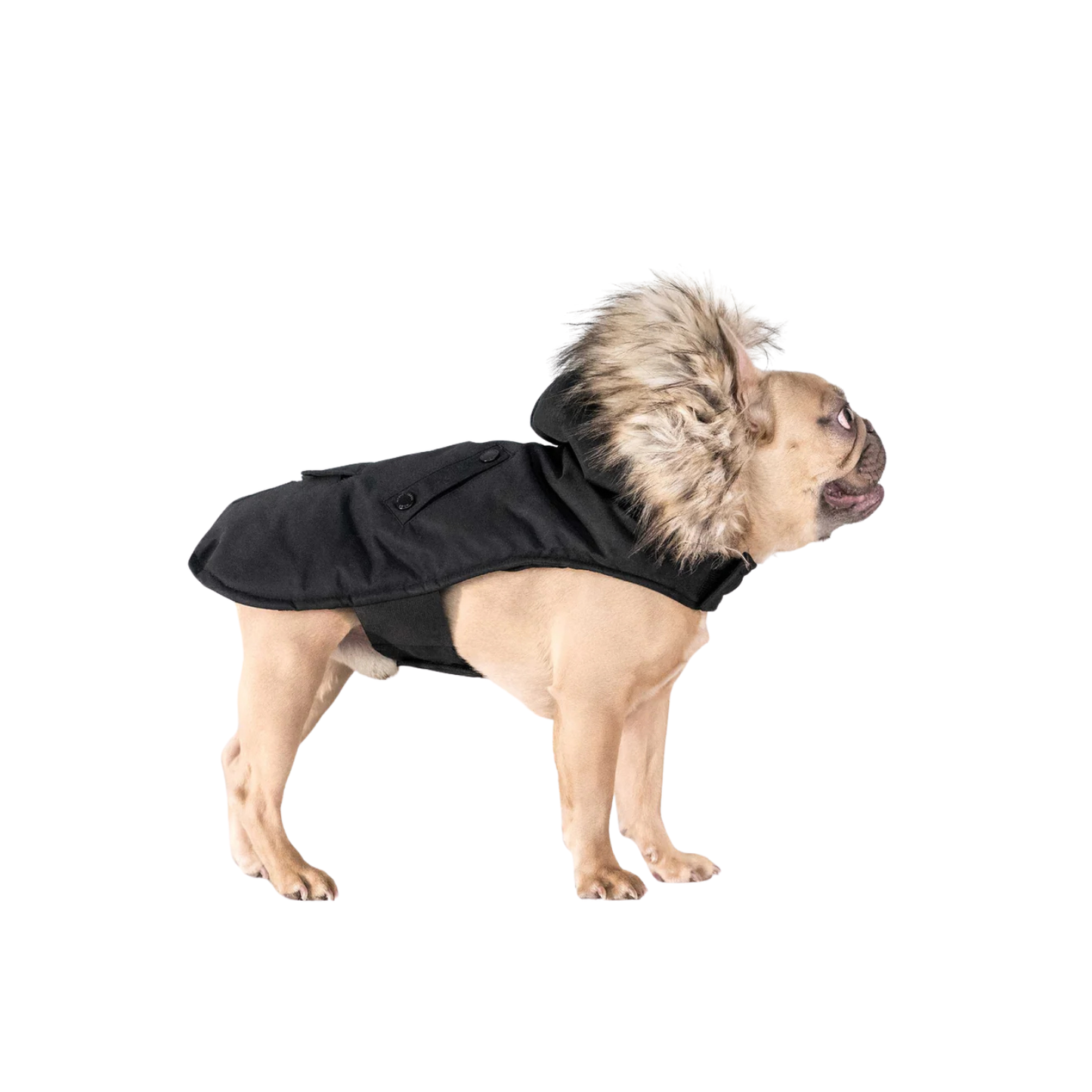 NOIZE - Parka pour Chien-dog-costco-1819594-2