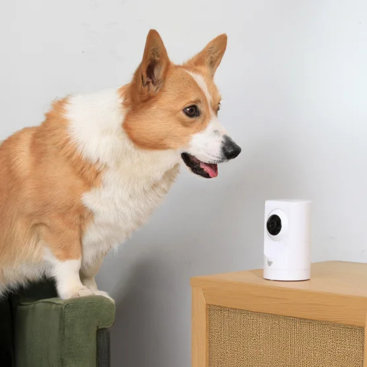 INSTACHEW - Caméra Intelligente pour Animaux *Boite Ouverte*-smart-pet-camera-costco-1978830-6